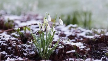 Gazette van de Raad voor plantenrassen februari 2026