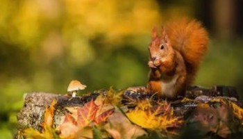 Gazette van de Raad voor plantenrassen oktober 2025