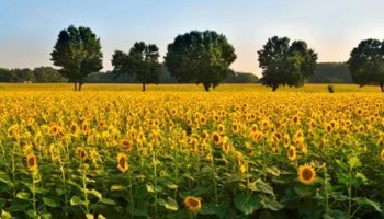 Gazette van de Raad voor plantenrassen augustus 2025