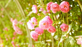 Gazette of the Board for plant varieties May 2025 Gazette of the Board for plant varieties May 2025