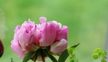 Gazette of the Board for plant varieties June 2025
