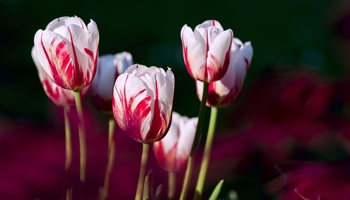 Gazette of the Board for plant varieties January 2024 is published