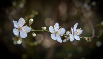 Gazette of the Board for plant varieties February 2025