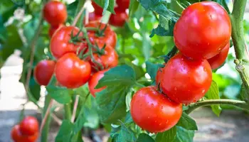 Plantenpaspoort/fytosanitair certificaat gevraagd voor monsters tomaat en paprika