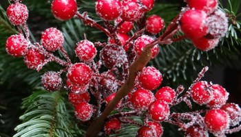 Gazette of the Board for plant varieties December 2025