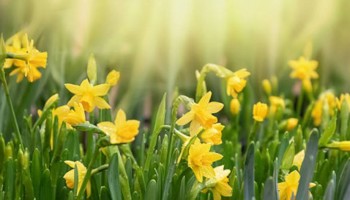 Gazette of the Board for plant varieties March 2026