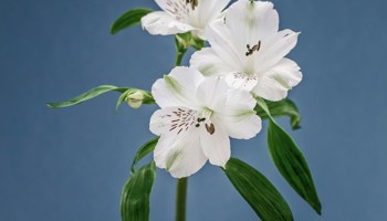 Uiterste aanvraagdatum Alstroemeria gewijzigd