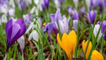 Gazette van de Raad voor plantenrassen maart 2025