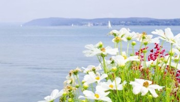 Gazette of the Board for plant varieties July 2026