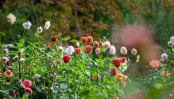 Gazette of the Board for plant varieties September 2025