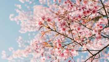 Gazette of the Board for plant varieties April 2026