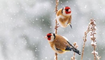 Gazette of the Board for plant varieties January 2026